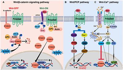 Wnt signaling in gastric cancer: current progress and future prospects